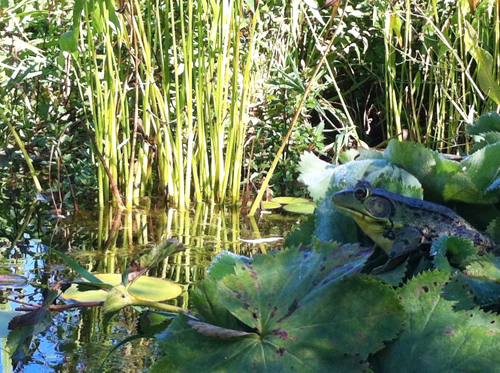 grenouille